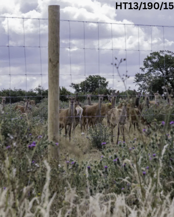 Tornado Deer High Tensile Fencing - Image 4