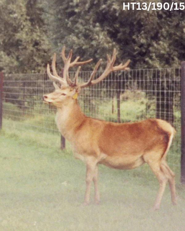 Tornado Deer High Tensile Fencing - Image 3
