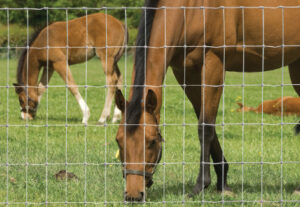 Hampton Net Horse Fencing