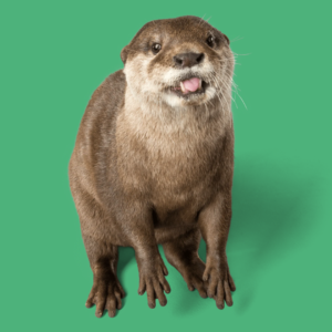 Hampton Otter Fencing