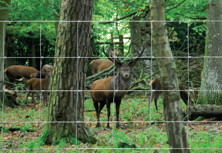 Hampton Hinged Joint Deer Fencing