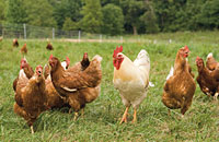Hampton Poultry Netting