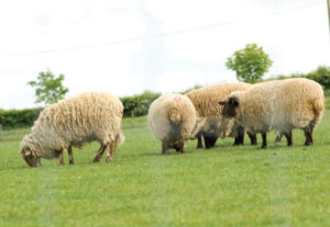 Hampton Stock & Lamb Hinged Joint Fencing
