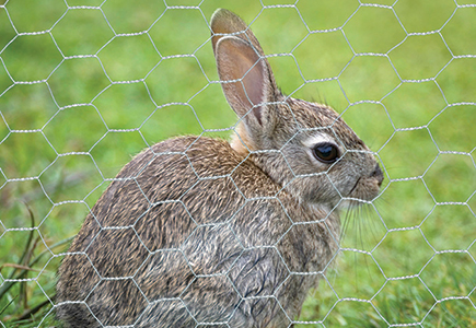 Hampton Rabbit Fencing