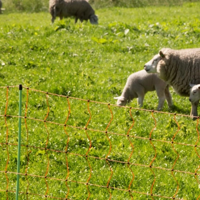 Gallagher Sheep Netting - Double Pin - 90cm - 50m - Image 10