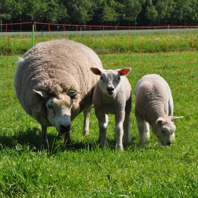 Gallagher Sheep Netting - Double Pin - 90cm - 50m - Image 5