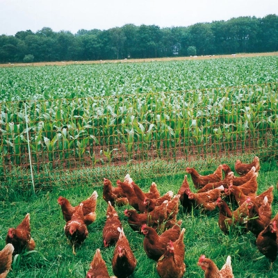 Gallagher Poultry Netting - Single Pin (50m) - Image 3